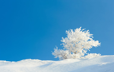 Hoarfrost on the tree. Frost is the coating or deposit of ice that may form in humid air in cold conditions, usually overnight.