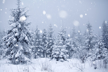 Trees covered with hoarfrost and snow in winter mountains - Christmas snowy backgroundic holiday background