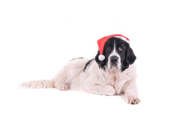 landseer dog christmas santa white puppy xmas