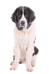 landseer dog isolated in front on white background