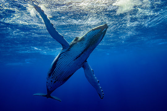 baleine qui t&eacute;acceuil &agrave; pectorales ouvertes