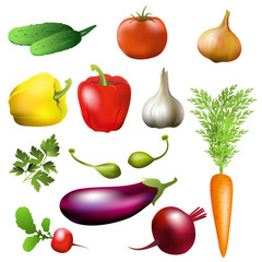 Vegetables. Set of vector illustrations of common vegetables isolated on white background.
