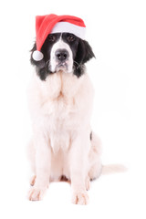 Fototapeta premium landseer dog christmas santa white puppy xmas