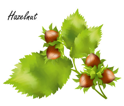 Hazelnuts (Corylus avellana, cobnut, filbert). Hand drawn realistic vector illustration of hazel branch with nuts isolated on white background.