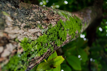 Fern and moss in  Park, Thailand.Green Lichens on old tree. In the morning green lichens growing in forest. It is show real nature,Green lichen on the old tree.