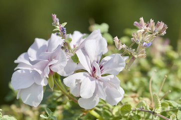 fiore bianco