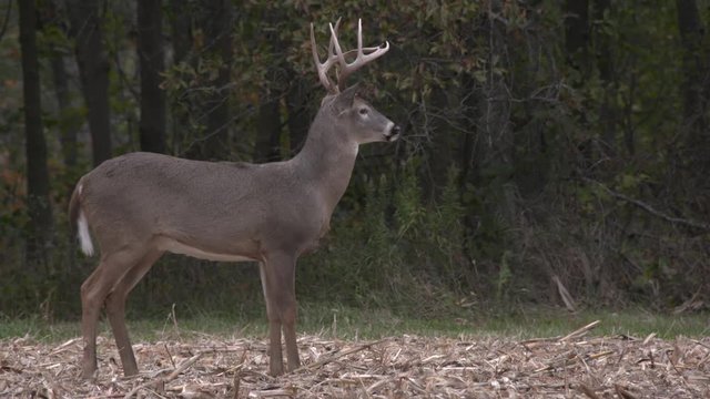 a whitetail buck in a field