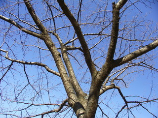 桜の枯れ木と青空