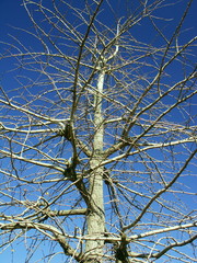 冬空と銀杏の枯れ木