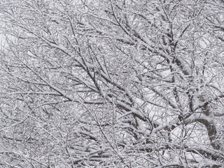 snowy branches trees