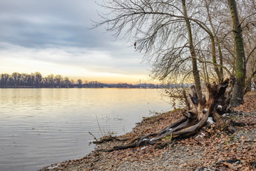 View of  willow trees and poplars close to the Dnieper River in Kiev during a cold and clear winter afternoon