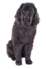 newfoundland dog