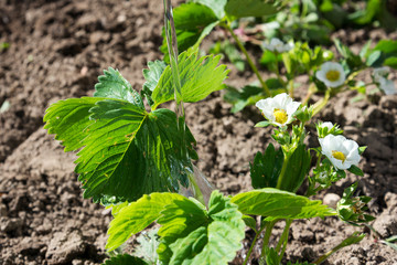 Watering of strawberries in hobby garden.