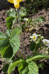 Watering of strawberries in hobby garden.