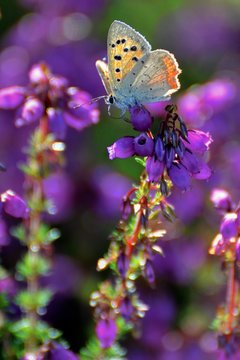 Conter fleurette