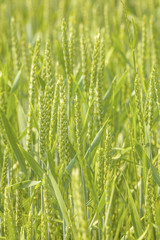 Green wheat field 
