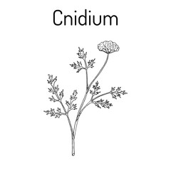 Cnidium Cnidium monnieri , medicinal plant