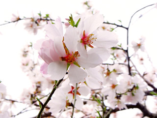 branch of the flowering almond / photography with scene of the branch with flowers almond tree