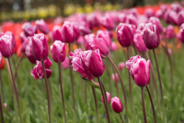 Purple tulips flowers blooming in a garden