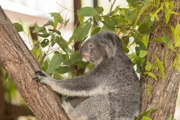 Papier Peint photo Koala Koala in a Tree
