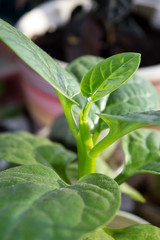 Fleshy leaves of Malabar spinach vine growing on window sill as houseplant, fast-growing vegetable basella alba with edible leaves