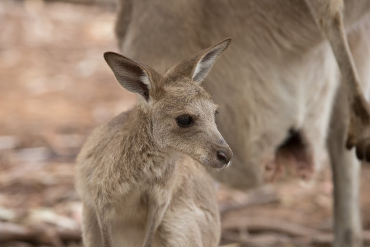 Young Kangaroo