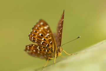 Beautiful and colourful butterfly on a leaf with green background.