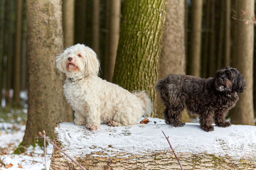 Two havanese dogs black and white posing in winter in snow - 184890922