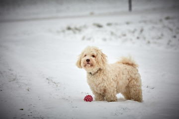 White havanese dog standing in snow landscape with red ball