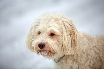 Cute white havanese dog  in winter walking