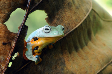 flying frog