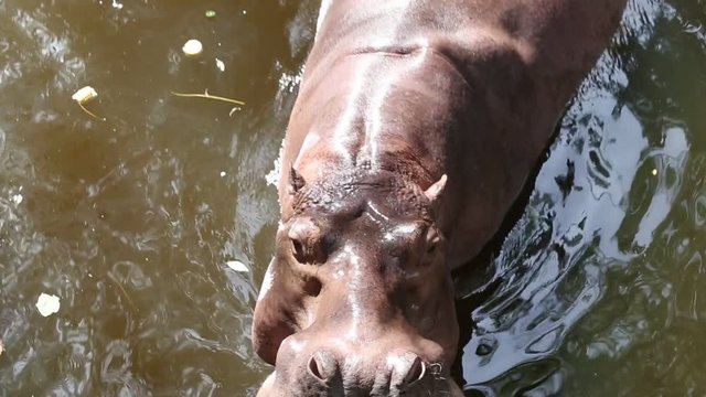 Close up hippopotamus, or hippo, mostly herbivorous mammal in water with open mouth and waiting for food from tourists. Thailand