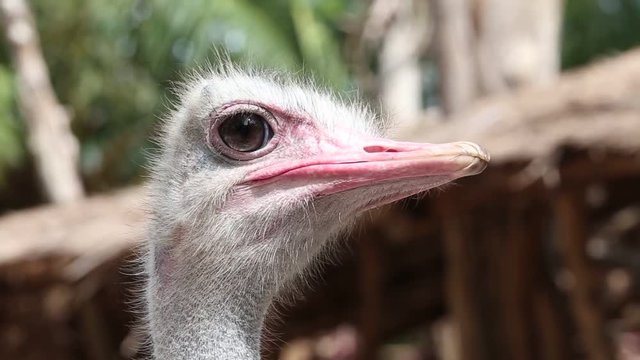 Close up of ostrich head, Thailand