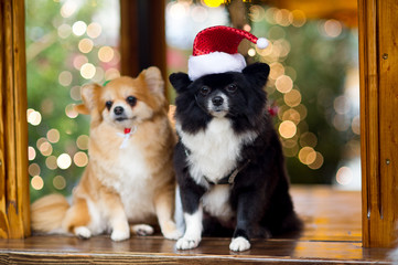 Two charming spitz-dogs against the background of the shining Christmas tree.