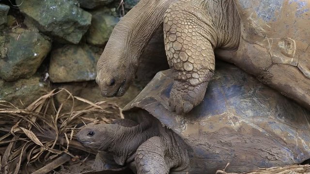 Two giant turtles, dipsochelys gigantea making love in La Vanille Nature Park, island Mauritius. Copulation is a difficult endeavour for these animals, as the shells make mounting extremely awkward