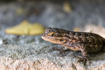 lizard posing 