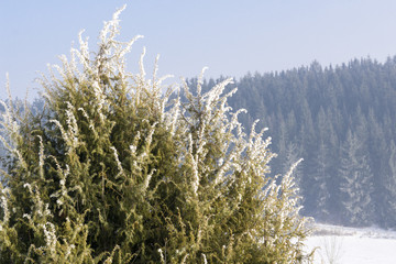 Schneebedeckter Wacholderbusch