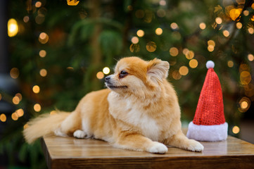 Charming pomeranian spitz against the background of the shining Christmas tree