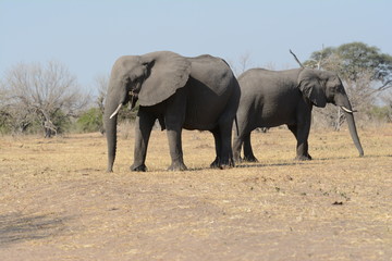 Fototapeta premium Elephant in Botswana