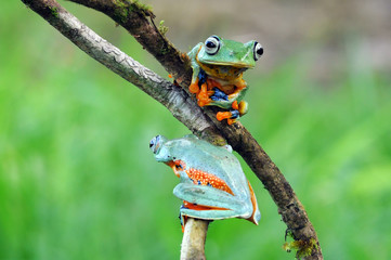 flying frog