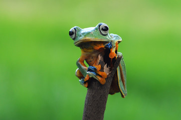 flying frog