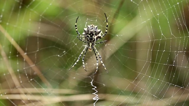 Argiope lobata spider on her spider web in nature on a rainy day