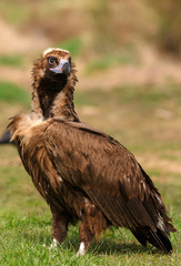 The majestic black vulture