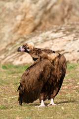 The majestic black vulture