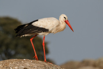 Elegant white stork