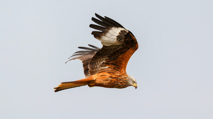 Awesome bird of prey in flight