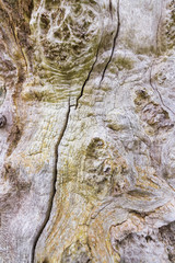 Old aged beech tree showing beautiful texture, coloration and patterns in the bark background