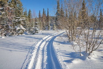 Fototapeta na wymiar Winter landscape with a ski road between the snowdrifts in the forest.