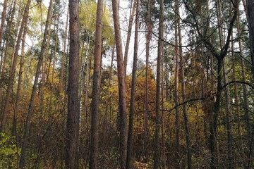 autumn forest