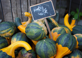 Green Gourds up close with fall leafs 